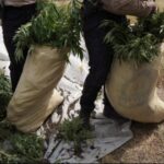 DNCD desmantela amplio cultivo de marihuana en las lomas de Ocoa y arresta a tres personas