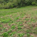 San José de Ocoa: La provincia que se ha convertido en foco de plantación de marihuana