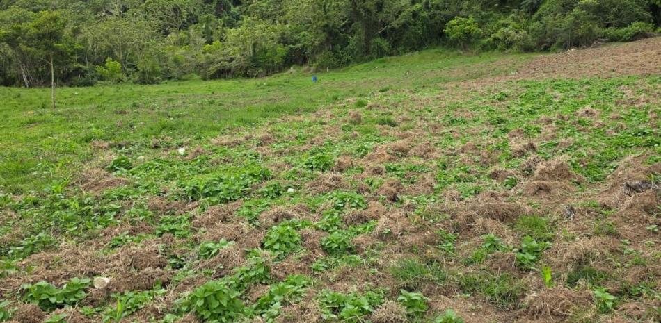 San José de Ocoa: La provincia que se ha convertido en foco de plantación de marihuana