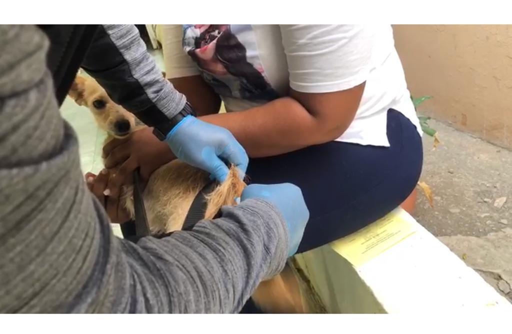 Provincial de Salud Montecristi realiza jornada  vacunación, perros y gatos; la extenderá a todos los municipios
