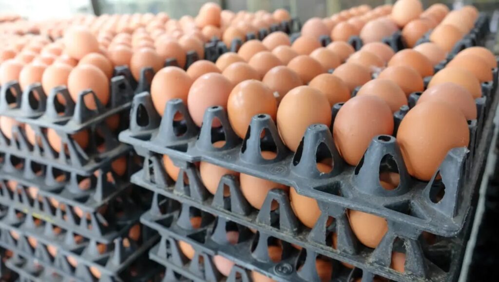 Productor de huevos ocano denuncia decomiso ilegal por parte de CESFRONT por más de un millón 400 mil pesos