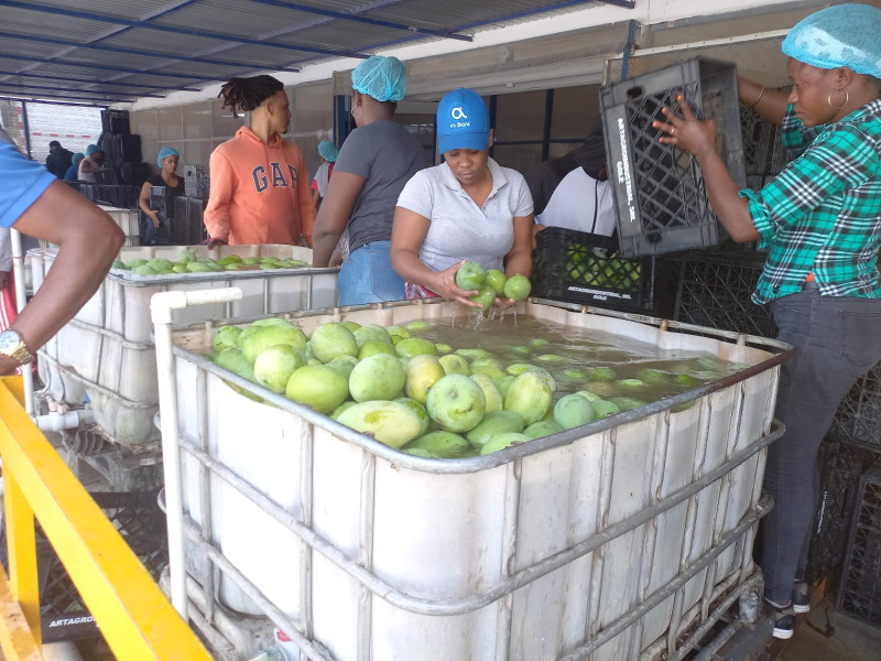 Productores banilejos de mangos y aguacates temen llegada de plagas peligrosas al país