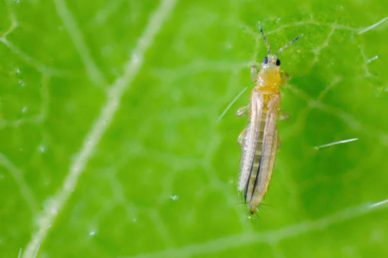 ¿Qué son los “trips”? Conozca lo que hace este insecto a la agricultura