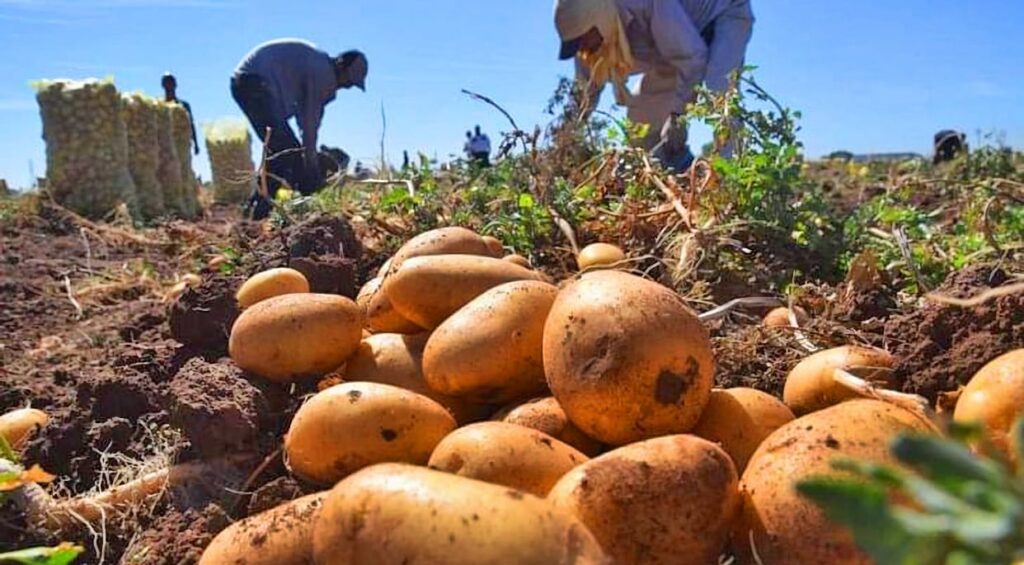 Llega nueva plaga a RD, afecta papa, tomate, ajíes
