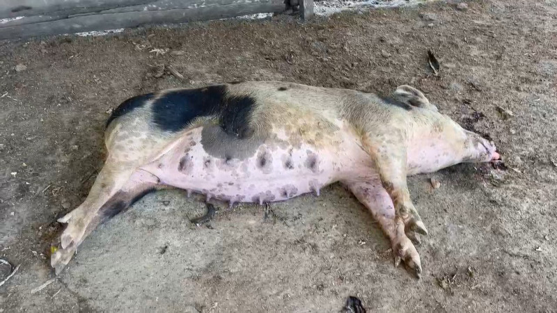 Gobierno inicia matanza y sepultura de cerdos en Dajabón para evitar propagación de la fiebre porcina