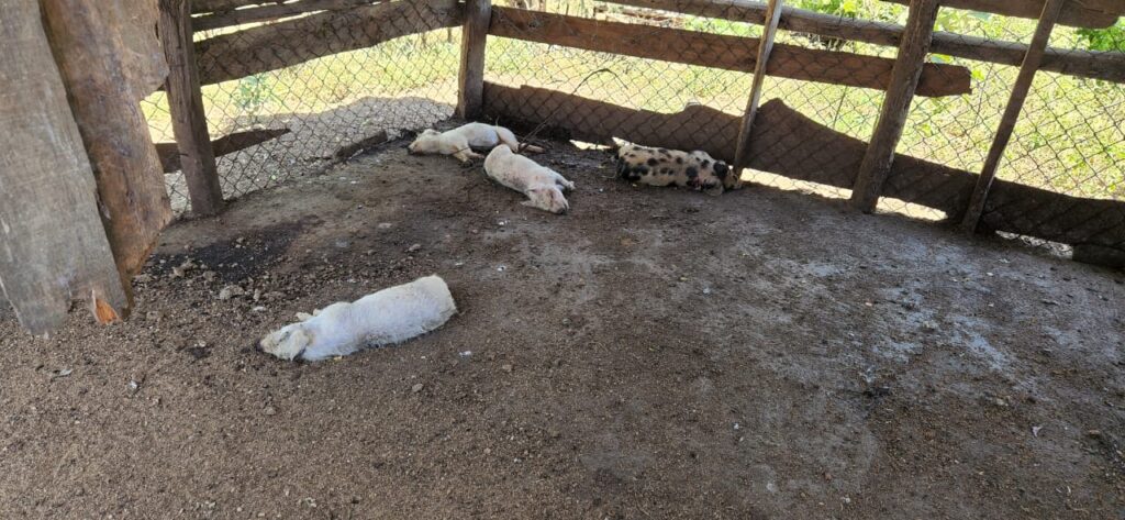 Preocupados criadores de cerdos de El Pino por muerte de animales