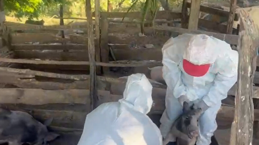 Autoridades responden llamado de criadores de cerdos en municipio El Pino