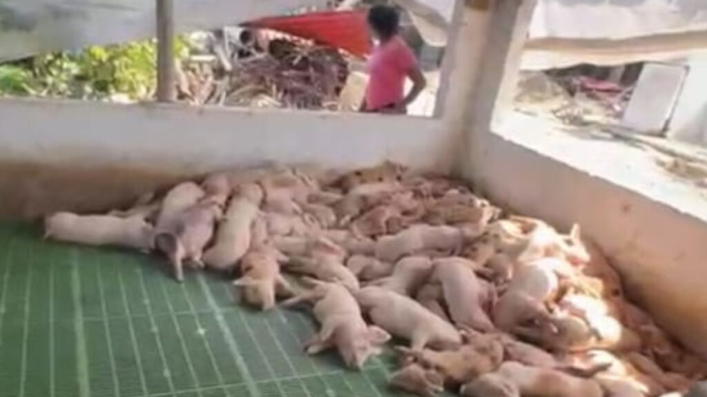 Brote de Fiebre Porcina Africana llega a la provincia Espaillat