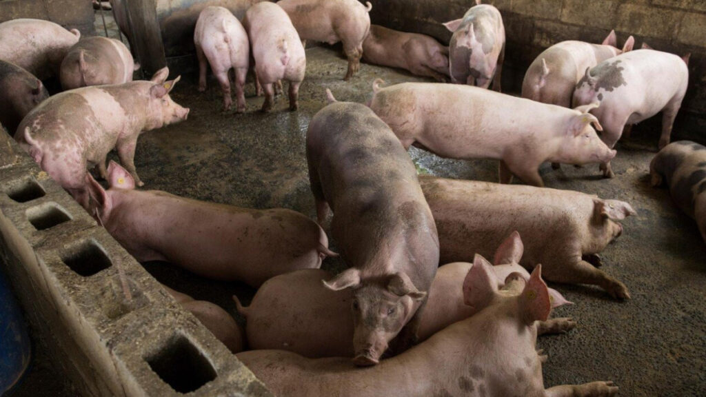 Técnicos de Agricultura descubren fiebre porcina en cuatro provincias del país