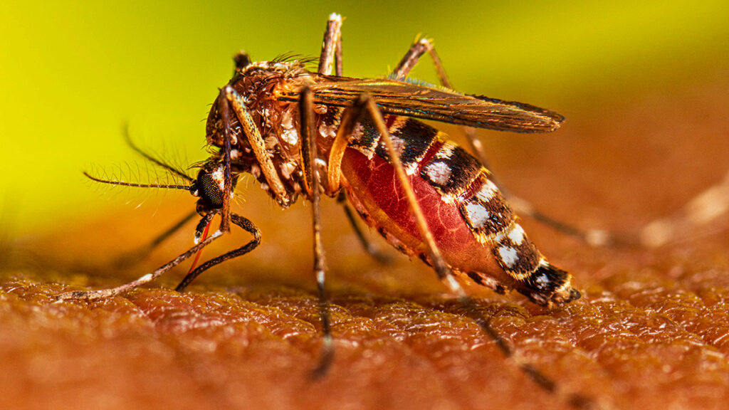 Salud Pública reporta una disminución del 93% en casos de dengue
