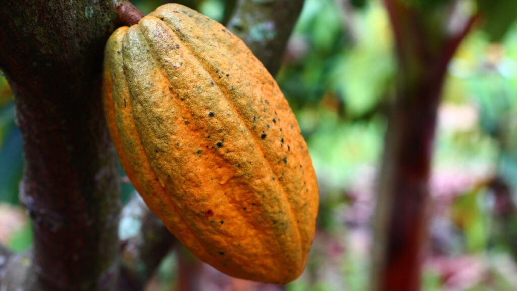 Impulsan proyecto de semillas de cacao en Puerto Plata