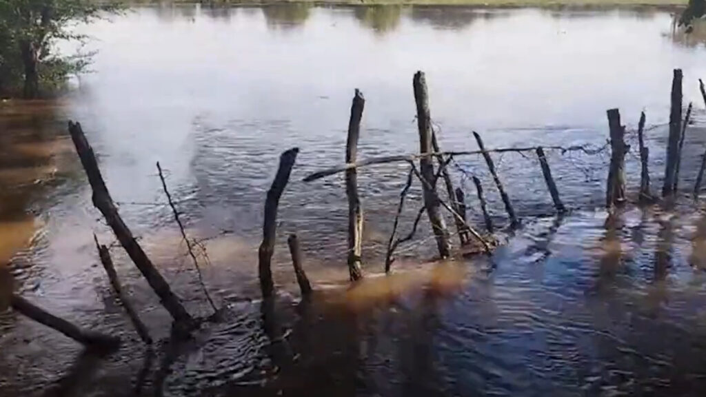 Inundaciones por crecida río Masacre causan pérdidas a productores de arroz en la frontera