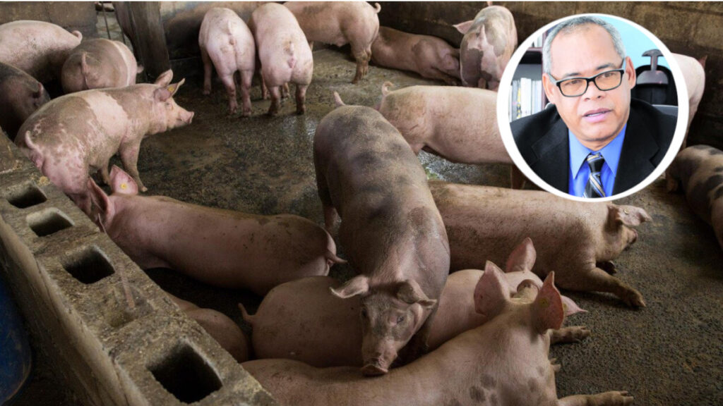 FEJUS señala preocupación por políticas gubernamentales ante la Peste Porcina Africana