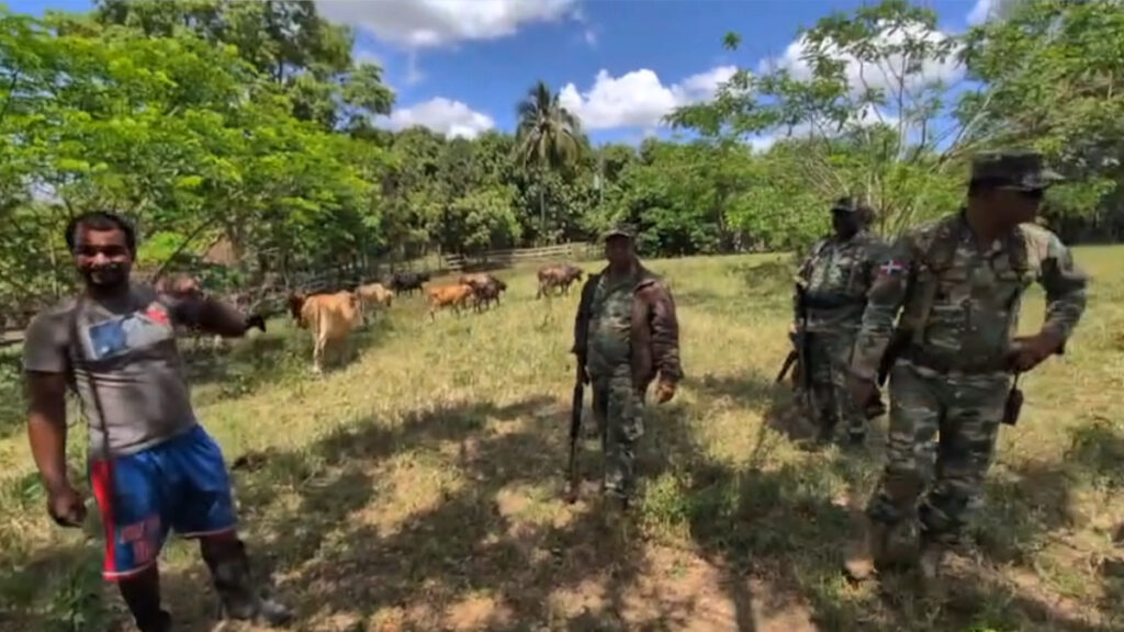 Recuperan ganado robado en la comunidad Campeche de Dajabón
