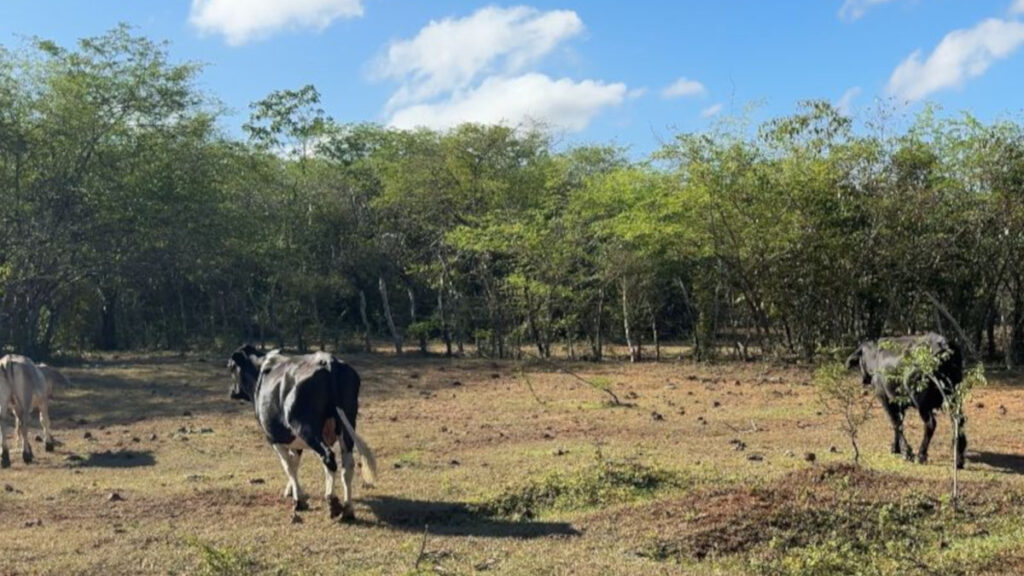 Roban varias reses de reconocido ganadero Nelson Taveras en Dajabón