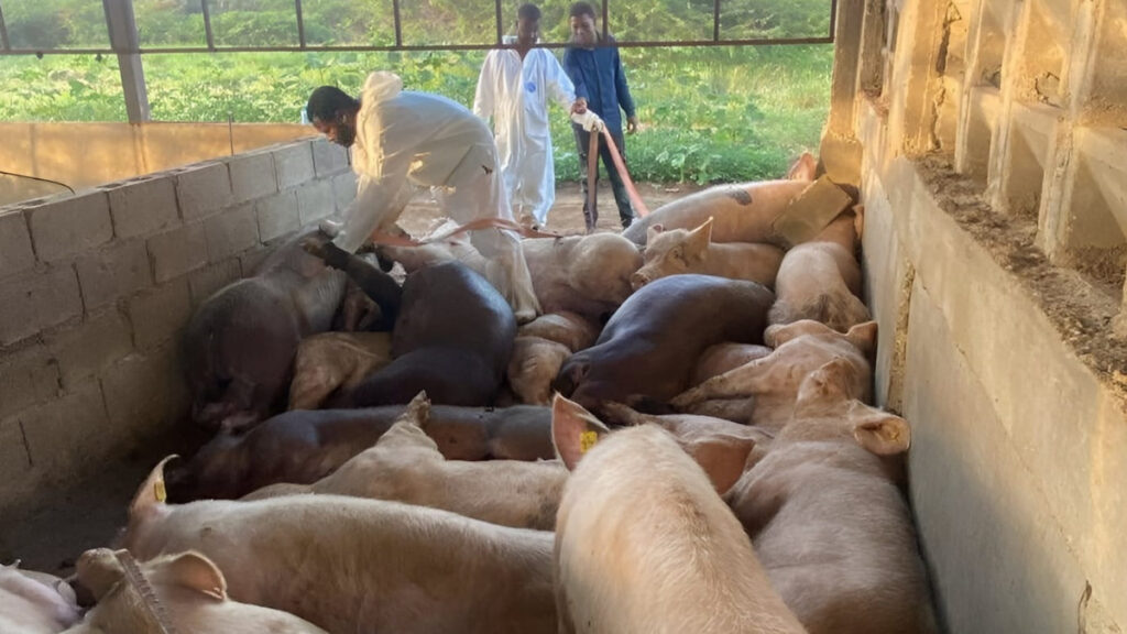 Sacrifican 300 cerdos; productores reclaman compensación
