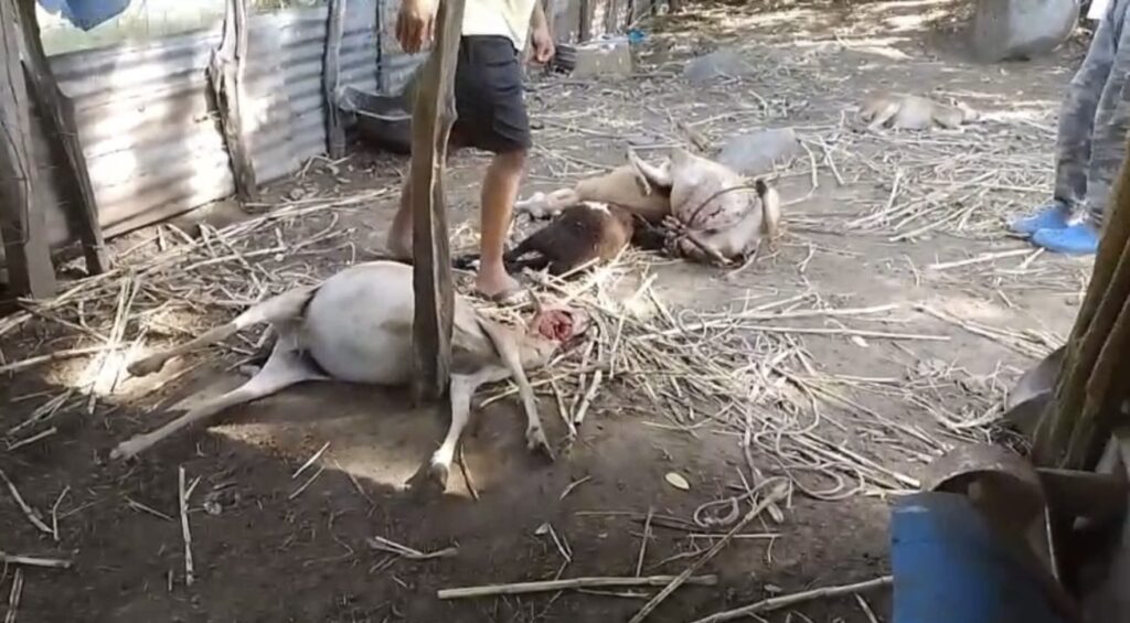 Perros asesinos: Ganaderos de Partido denuncian ataques de perros realengos que han matado decenas de ovejos