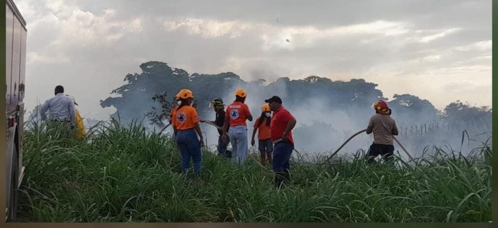Voraz incendio arrasa bosque y plantación de caña en El Pino