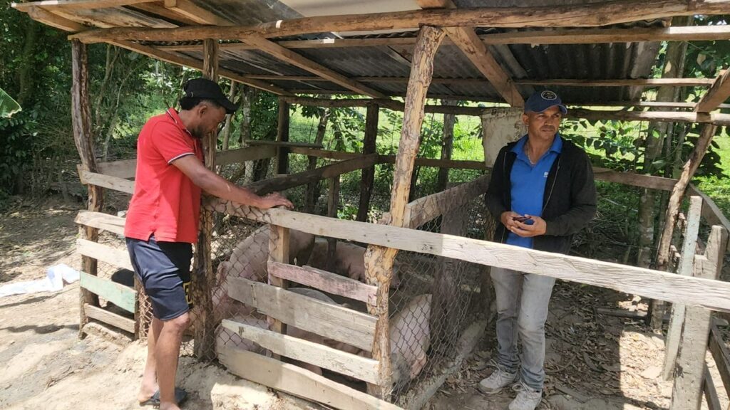 Continúa brote de fiebre porcina en El Pino, Dajabón