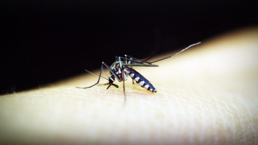Azua y San Juan concentran más del 90% de los casos de malaria en República Dominicana