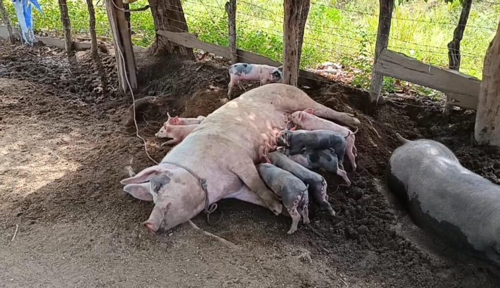 Confirman caso positivo de Peste Porcina Africana en granja de Dajabón
