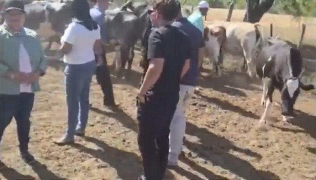 Ganaderos de San José denuncian robo masivo de vacas en Santiago Rodríguez