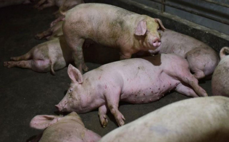 Sacrificio masivo de cerdos y falta de apoyo golpean sector porcino