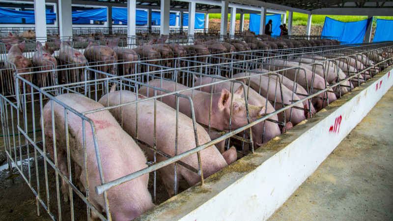 Experto advierte que estrategia contra fiebre porcina podría fracasar por falta de bioseguridad