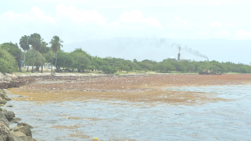 Negocios pierden hasta 80% de clientes por el sargazo en litoral costero de Barahona