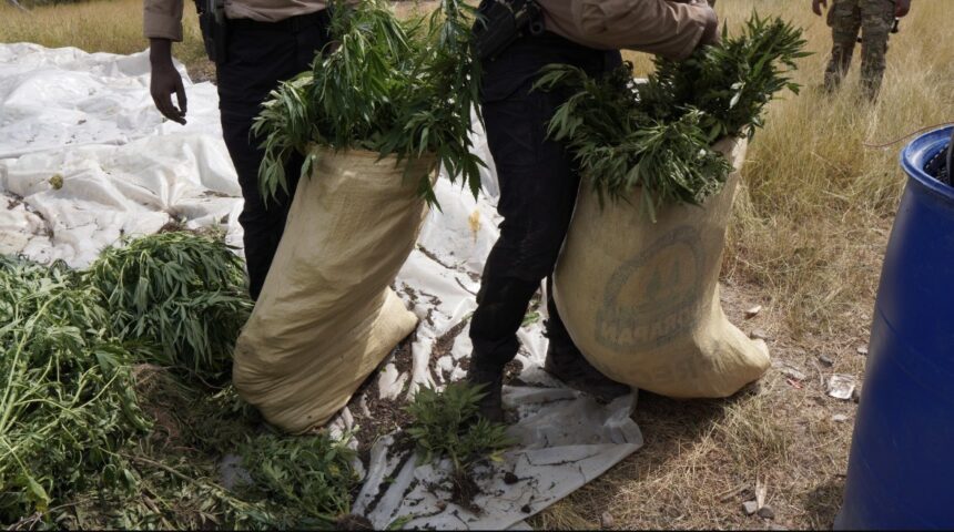 DNCD desmantela amplio cultivo de marihuana en las lomas de Ocoa y arresta a tres personas