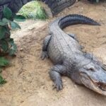 Niño de tres años queda grave tras ser lanzado a recinto de cocodrilos en zoológico