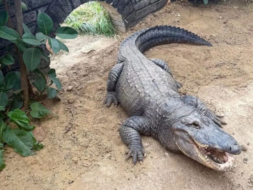 Niño de tres años queda grave tras ser lanzado a recinto de cocodrilos en zoológico