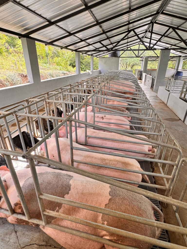 Debaten sobre el control o vigilancia de la peste porcina