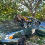 Caballo provoca accidente y termina dentro de un carro en Santiago