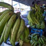 De persistir la sequía, los plátanos podrían costar hasta RD$50