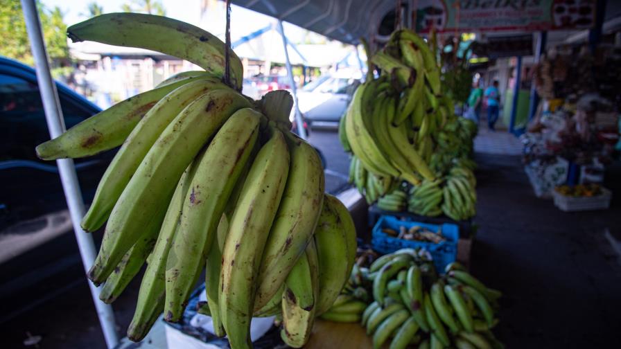 De persistir la sequía, los plátanos podrían costar hasta RD$50