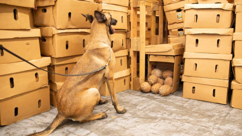 En un contenedor de cocos secos camuflaron cocaína que fue decomisada en Multimodal Caucedo
